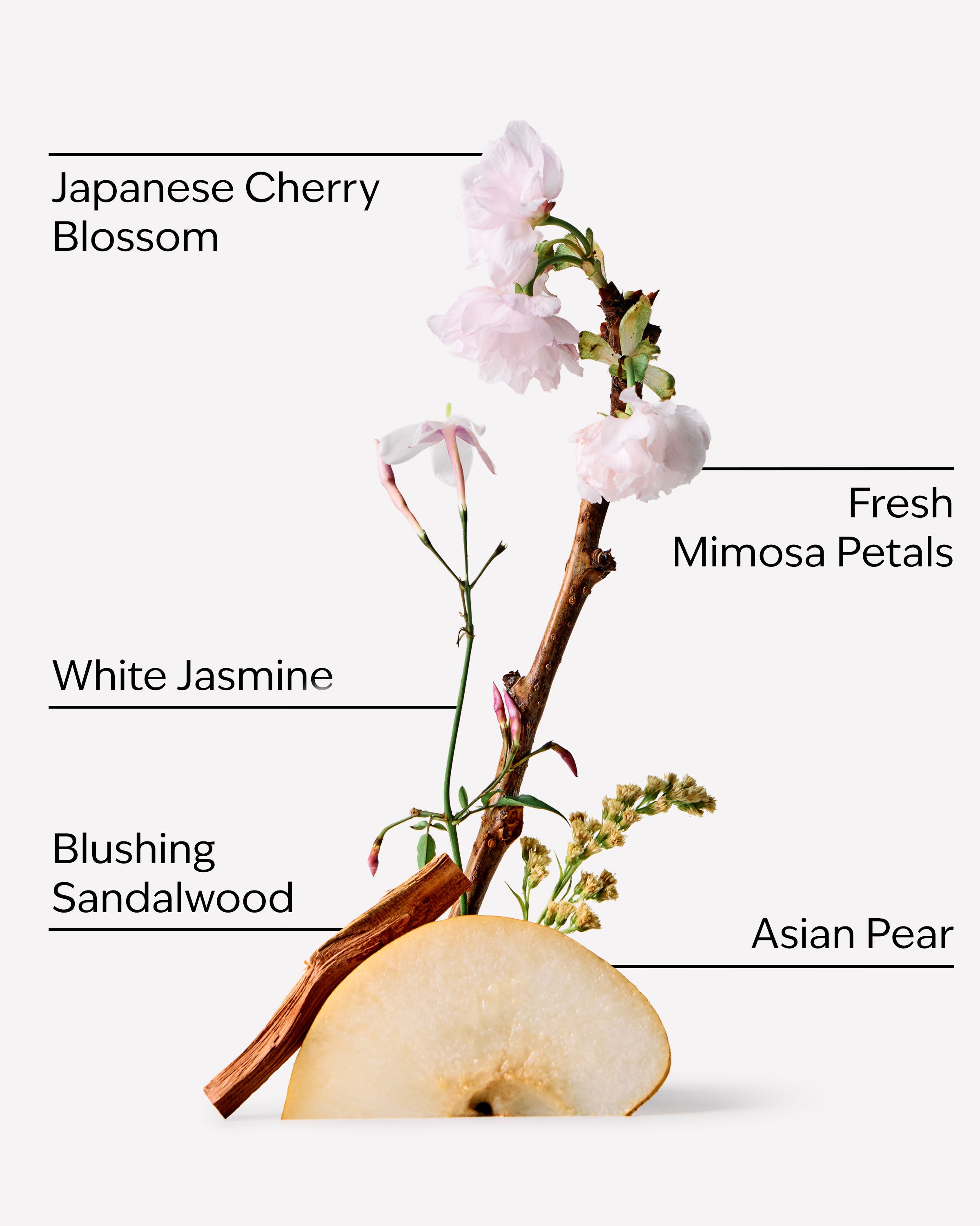 JAPANESE CHERRY BLOSSOM - Image 2