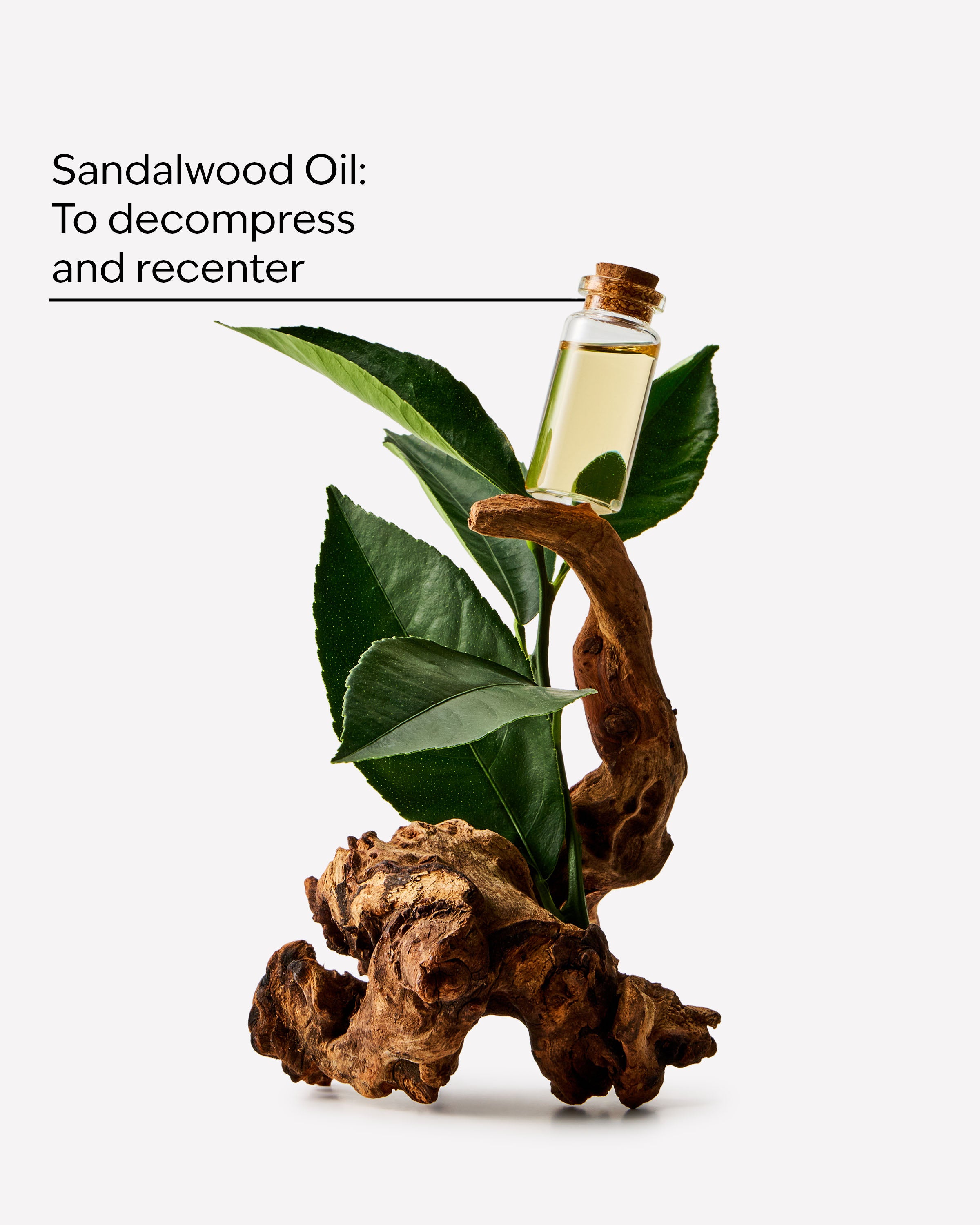 Sandalwood - Image 2