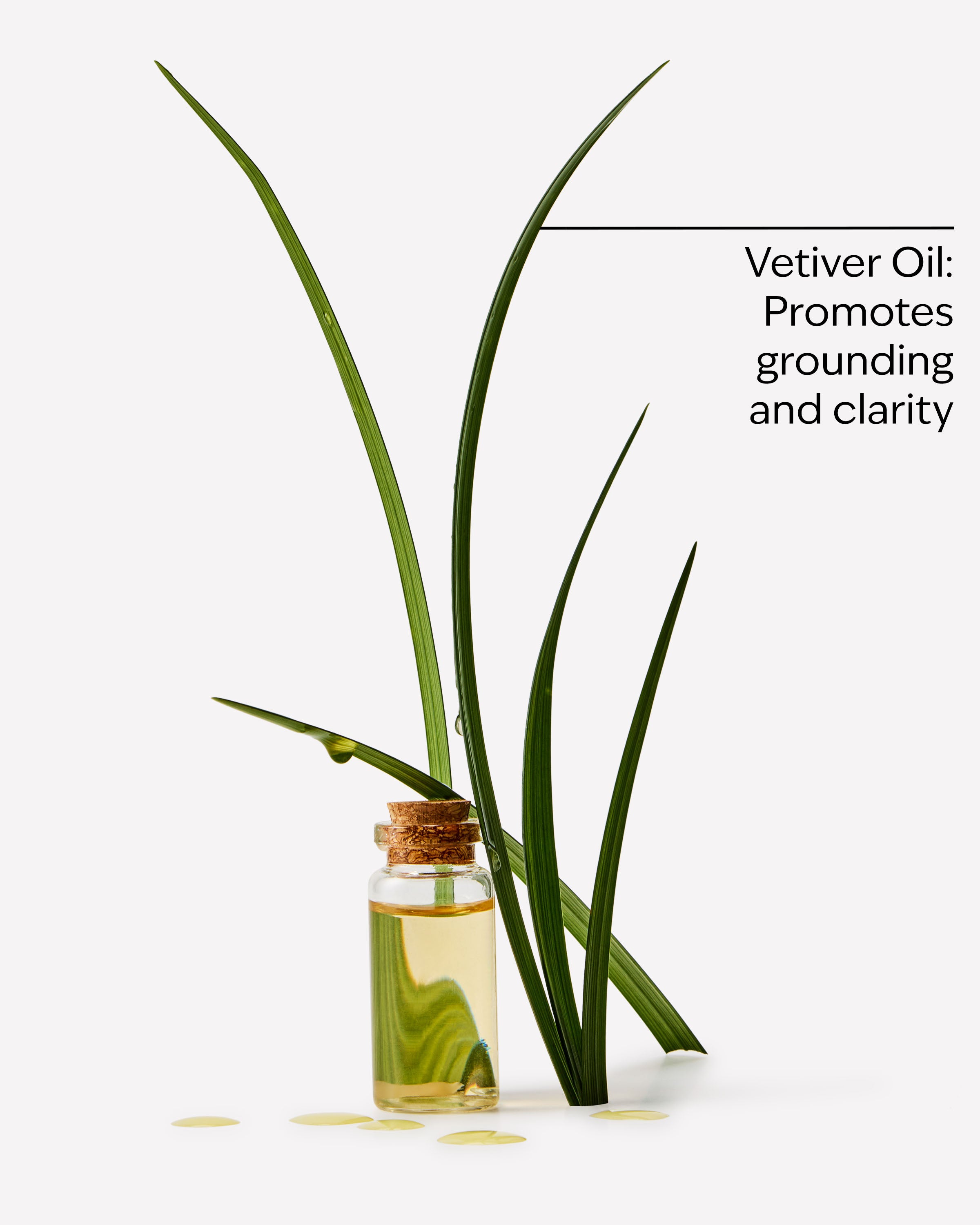 Vetiver - Image 3