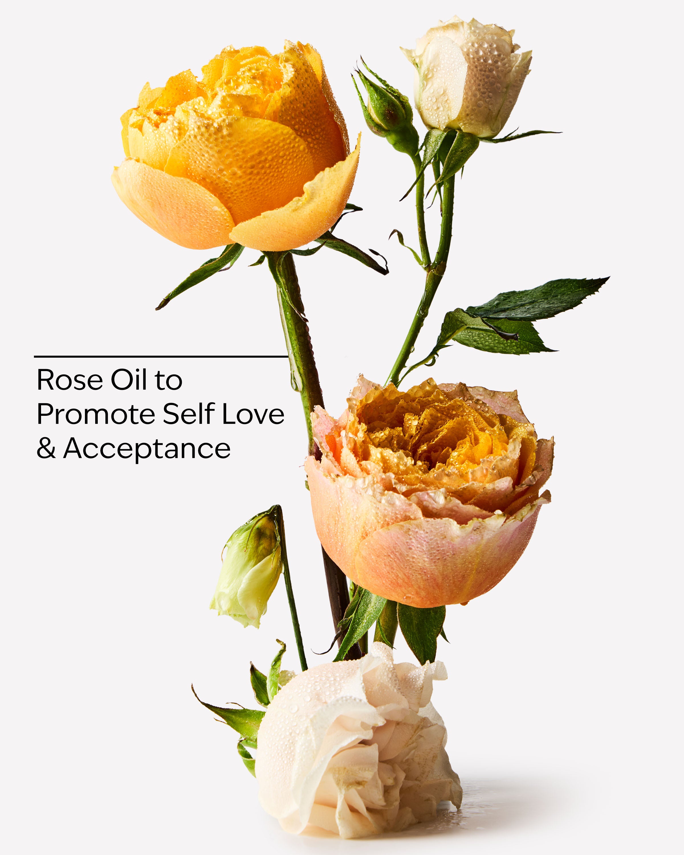 HEIRLOOM ROSE - Image 3
